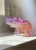 IMG_0623.jpeg