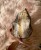 IMG_5115.jpeg